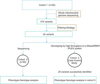 Contribution of mitochondrial gene variants in diabetes and diabetic kidney disease